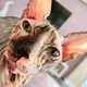 CATCoin-