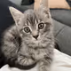 CatCutie