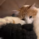 catdao