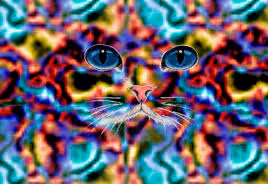 CatFace