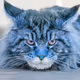 Cat Fluf Collection