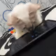 cat funny watching