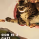 CatGod