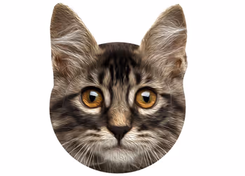 Cathead Number 2 (Fluffy) - old