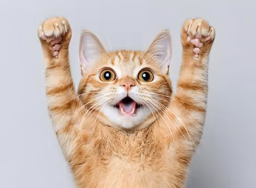 Catibara