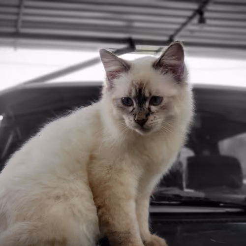 CaT in the life - old