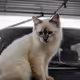 CaT in the life - old