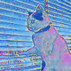 CAT NATION