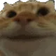 cat nod