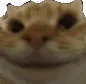 cat nod