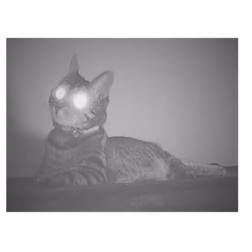 Cats - OAxc0MTGSN
