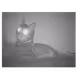 Cats - OAxc0MTGSN