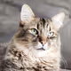 Cat Photos Official