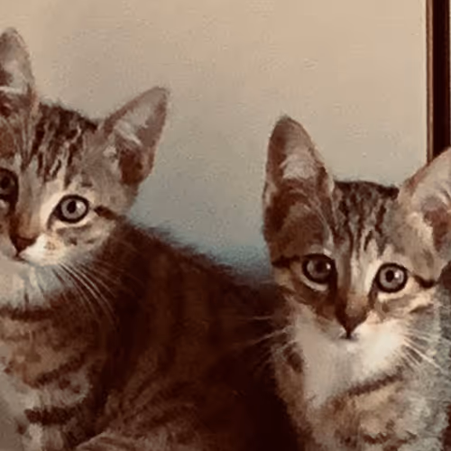 Cats 1