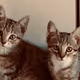 Cats 1