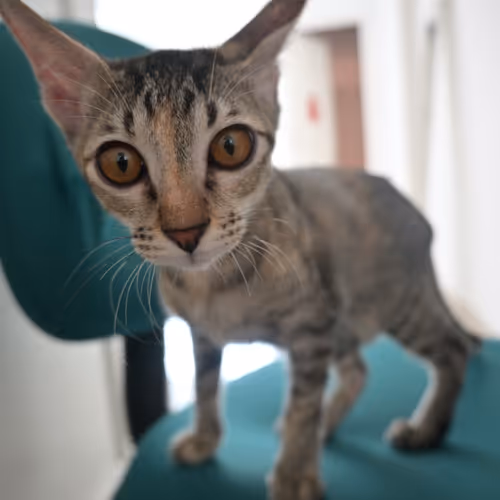 Cats by Adrian Siaril - old