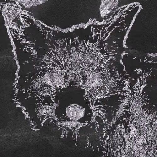 Cats and foxes