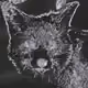 Cats and foxes