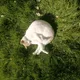 Cats;cats - old