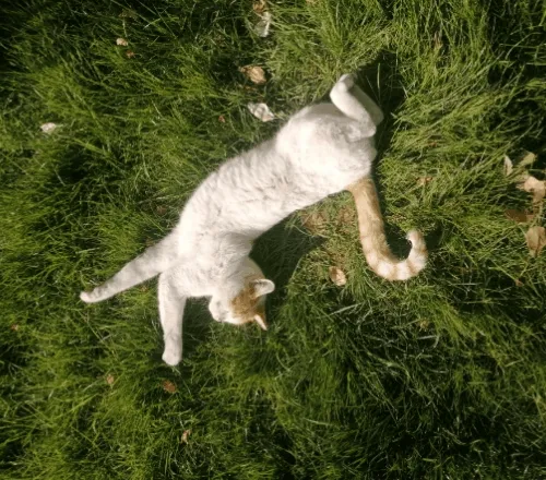 Cats;cats - old