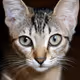 Cats non exist