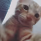 Cats Of Mine