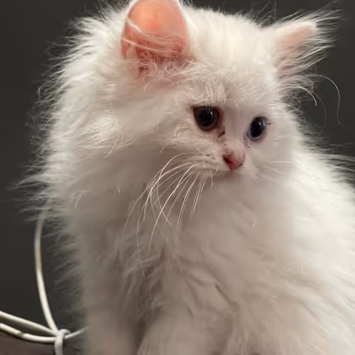 Cats One Of A Kind