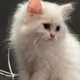 Cats One Of A Kind