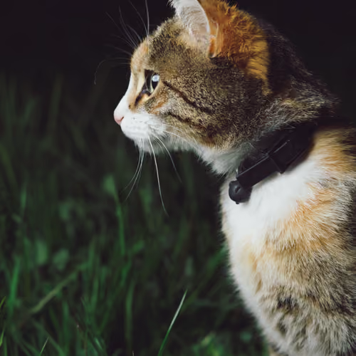 CATS V19