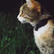 CATS V19