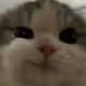 CatSaddly