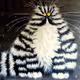 Cats and kittens collection