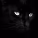 Cats by Monte Pi
