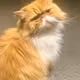 CATS by RCA