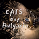 Cats of Bulgaria