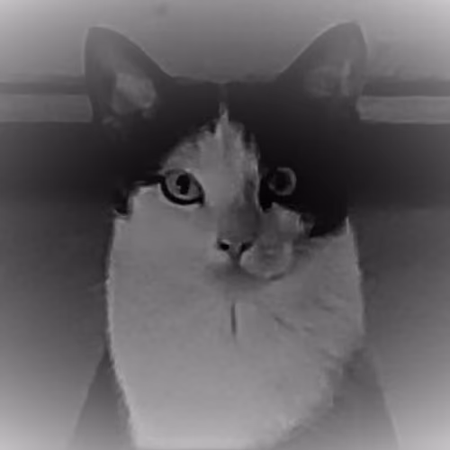 Cats on fire
