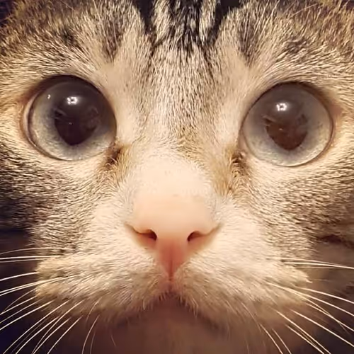 Real Cat Spock Life Quotes