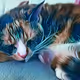 catTastic