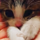 catttts