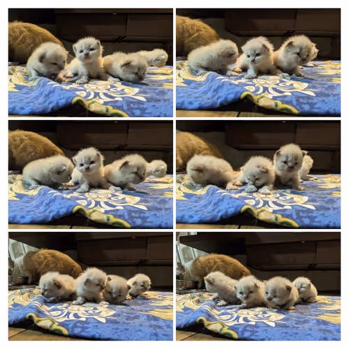 Catty Party!