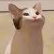 CATTY rh
