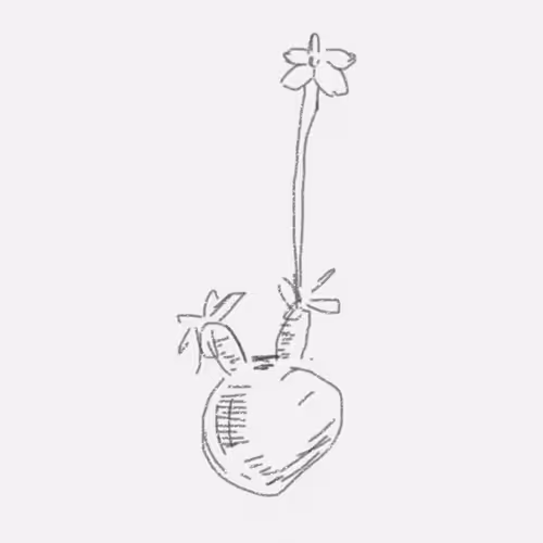 Caudex Plants croquis