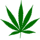 The Cannabis sensor in the brain - old