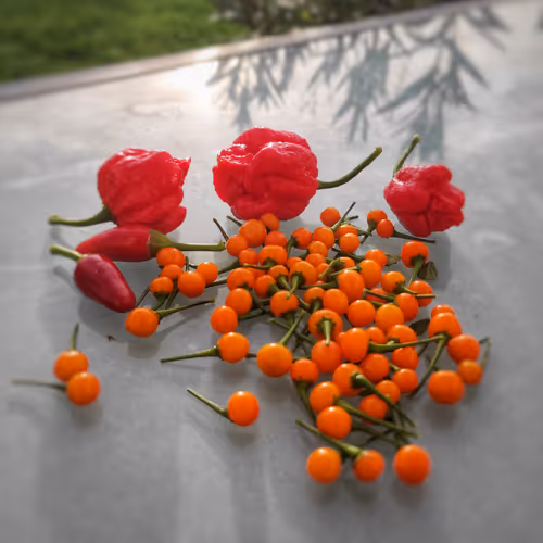 Crazy Chilis made in Bavaria