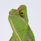 Chameleon Portraits