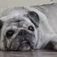 Chacha Puggo