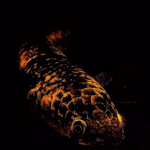 Channa marulioides - old