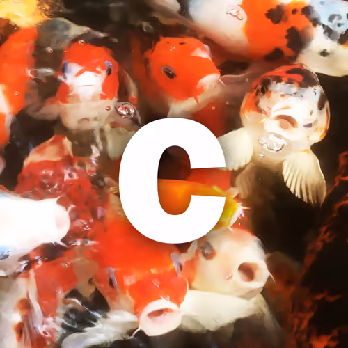 Chaos of fish society