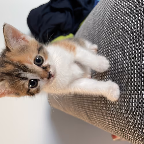 Cookie the Charity Cat