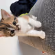 Cookie the Charity Cat